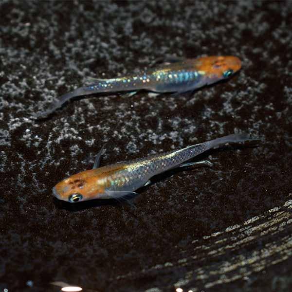 メダカ 女雛ラメヒレ長スワロー めだか 未選別 稚魚(SS〜Sサイズ) 10匹セット 柿色 赤 ラメ ひれ長 スワロー メダカ 淡水魚 :mbnr-ss -001005:めだかシーズン - 通販 - Yahoo!ショッピング メダカ 女雛ラメヒレ長スワロー めだか 未選別 稚魚(SS〜Sサイズ) 10匹セット 柿色 赤 ラメ ひれ長 スワロー メダカ 淡水魚 :mbnr-ss -001005:めだかシーズン - 通販 - Yahoo!ショッピング
