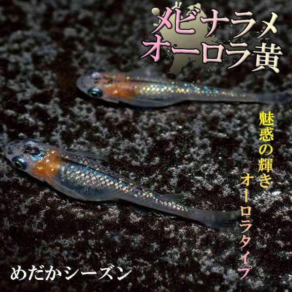 メダカ 女雛ラメオーロラ黄 めだか 未選別 稚魚 Ss Sサイズ 10匹セット 柿色 赤 オーロラ 黄 ラメ 稚魚 子供 メダカ 淡水魚 Mbnr Ss めだかシーズン 通販 Yahoo ショッピング