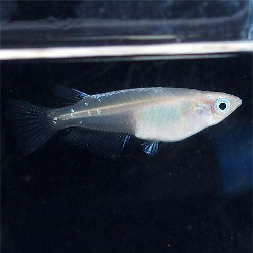 メダカ 鉄仮面系統 白みゆき(幹之)めだか 中光 5匹セット 白 幹之 