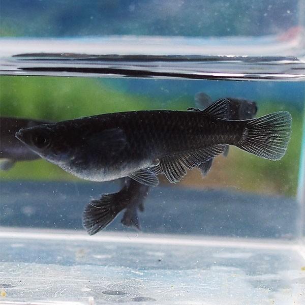 メダカ オロチめだか 未選別 稚魚ss Sサイズ 5匹セット 漆黒 黒 ブラック