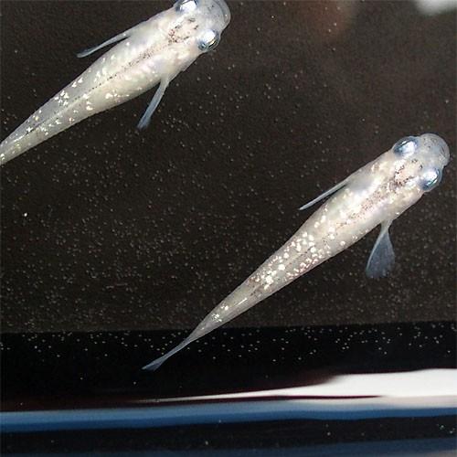 メダカ 白ラメみゆき 幹之 めだか 5匹セット 白 ラメ 幹之 ミユキ メダカ 淡水魚 Rmiy めだかシーズン 通販 Yahoo ショッピング