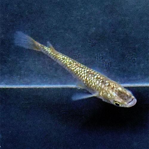 メダカ 黄金ラメ 虹色 みゆき 幹之 めだか 5匹セット 金 ラメ 虹色 幹之 ミユキ メダカ 淡水魚 Rmiy めだかシーズン 通販 Yahoo ショッピング