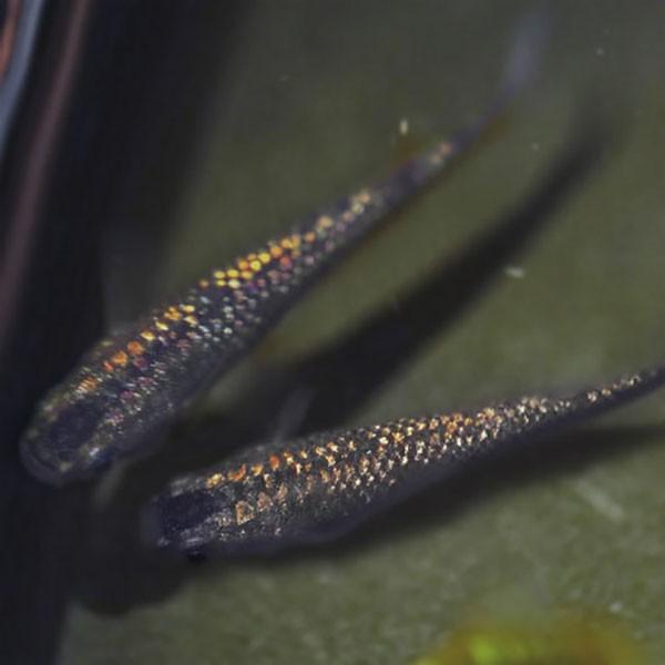 メダカ 黒ラメ 虹色 みゆき 幹之 めだか 未選別 稚魚ss Sサイズ 10匹セット 黒 ラメ 虹色 幹之 ミユキ メダカ 淡水魚 Rmiy Ss 0010 めだかシーズン 通販 Yahoo ショッピング