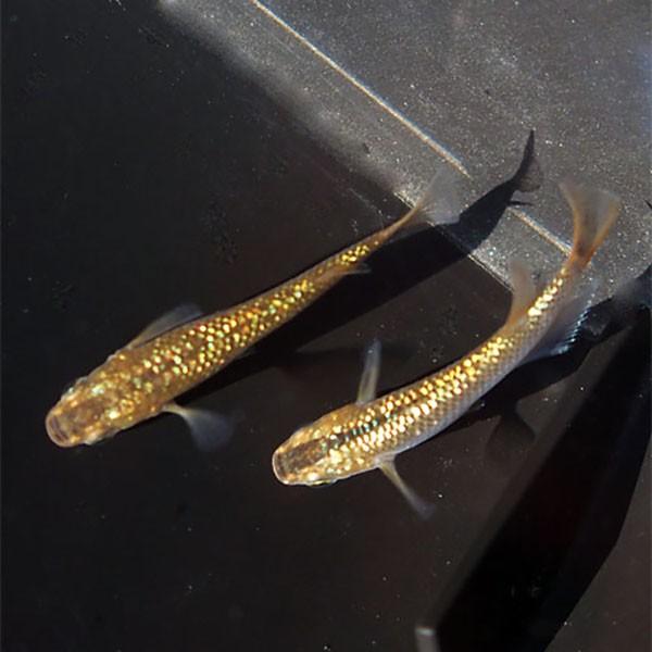 観賞メダカとカブトムシの通販専門店 めだかシーズンyahoo店