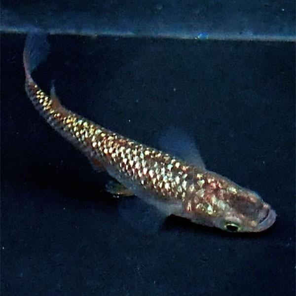 メダカ 黄金ラメ 虹色 みゆき 幹之 めだか 未選別 稚魚ss Sサイズ 10匹セット 金 ラメ 虹色 幹之 ミユキ メダカ 淡水魚 Rmiy Ss めだかシーズン 通販 Yahoo ショッピング