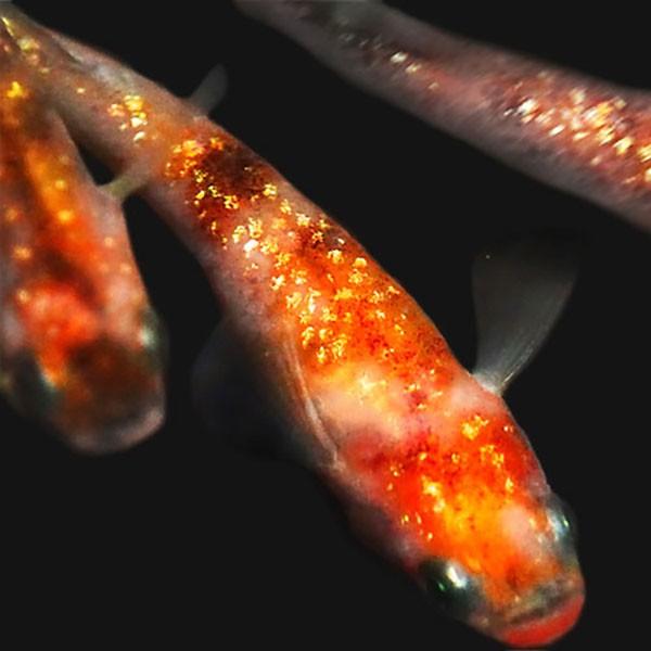 メダカ 三色ラメ 5匹セット みゆき めだか ミユキ ラメ 三色 幹之 未