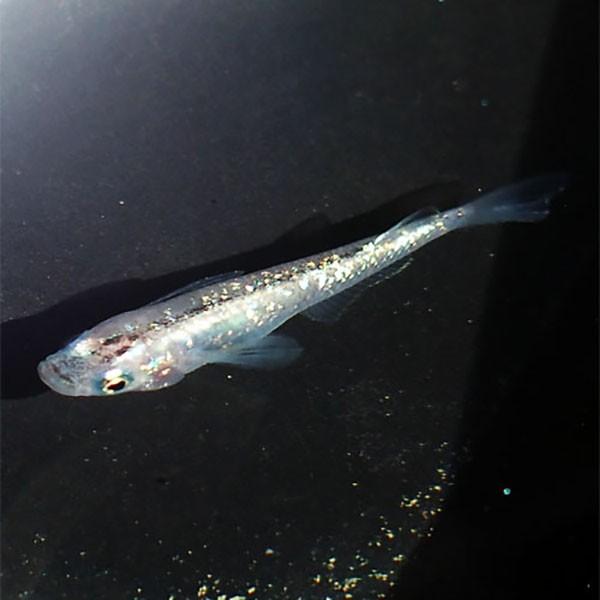 メダカ 白ブチラメ 虹色 みゆき 幹之 めだか 未選別 稚魚ss Sサイズ 5匹セット 白 ぶち 斑 ラメ 虹色 幹之 ミユキ メダカ 淡水魚 Rmiy Ss めだかシーズン 通販 Yahoo ショッピング