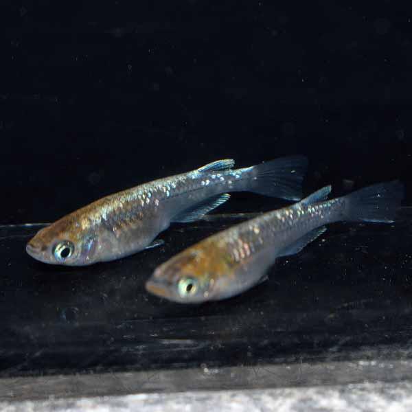メダカ 黒ラメ(虹色)黄みゆき(幹之) 体外光 めだか 未選別 稚魚 メダカ 黒ラメ(虹色)黄みゆき(幹之) 体外光 めだか 未選別 稚魚