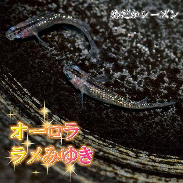 メダカ オーロララメ 虹色 みゆき 幹之 めだか 未選別 稚魚 Ss Sサイズ 10匹セット オーロラ ラメ ミユキ 淡水魚 新商品 新型