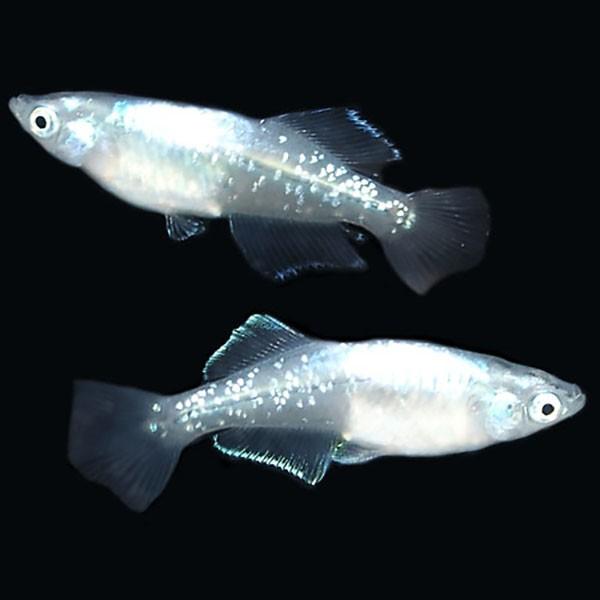 メダカ ラメみゆき 幹之 ヒカリめだか 10匹セット ラメ 幹之 ミユキ ヒカリ ホタル メダカ 淡水魚 Rmiyh めだかシーズン 通販 Yahoo ショッピング