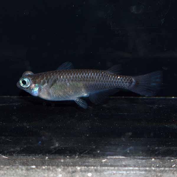 海外限定 メダカ スーパーブラック出目めだか 未選別 稚魚 Ss Sサイズ 10匹セット 黒 ブラック 出目 メダカ 淡水魚 贈り物