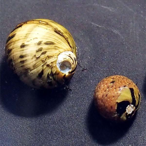 貝 カラー石巻貝 5匹 コケ取り 水槽 アクアリウム 淡水魚