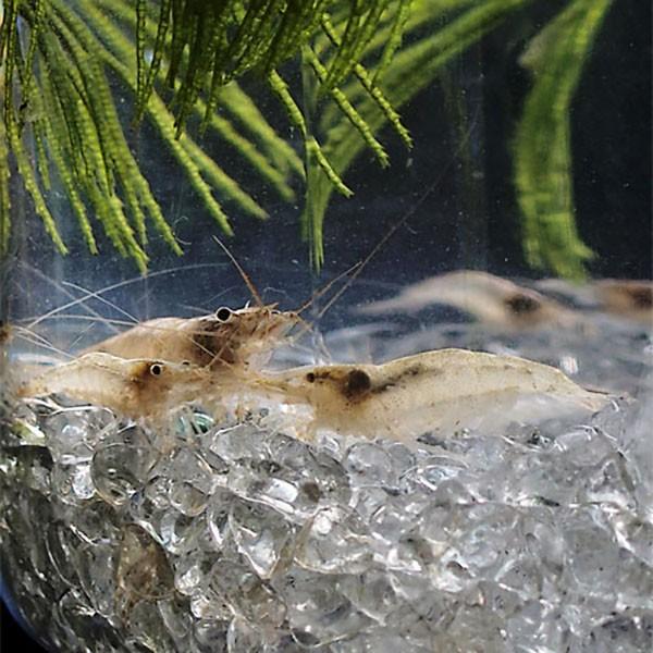 エビ ミナミヌマエビ 匹 シュリンプ コケ取り 水槽 アクアリウム 熱帯魚 淡水魚 Shrimp 0000 めだかシーズン 通販 Yahoo ショッピング