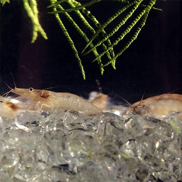 エビ ミナミヌマエビ 匹 シュリンプ コケ取り 水槽 アクアリウム 熱帯魚 淡水魚 Shrimp 0000 めだかシーズン 通販 Yahoo ショッピング