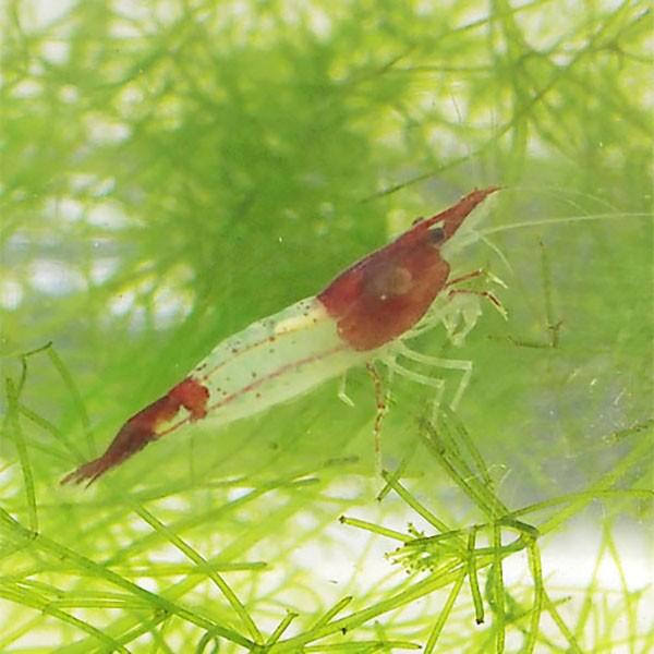 チェリーシュリンプとその仲間 : 台湾産小型シュリンプ - arkhoediciones.com チェリーシュリンプとその仲間 : 台湾産小型シュリンプ - arkhoediciones.com