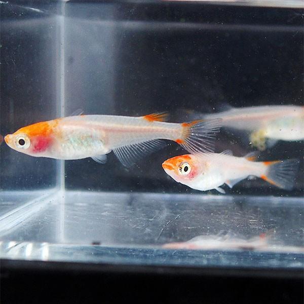 メダカ 紅白めだか 未選別 稚魚SS〜Sサイズ 10匹セット 紅白 更紗 丹頂 透明鱗 メダカ 淡水魚|m-season|02