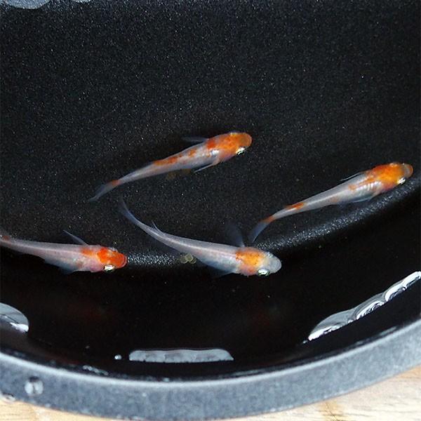 メダカ 紅白めだか 未選別 稚魚SS〜Sサイズ 10匹セット 紅白 更紗 丹頂 透明鱗 メダカ 淡水魚|m-season|03