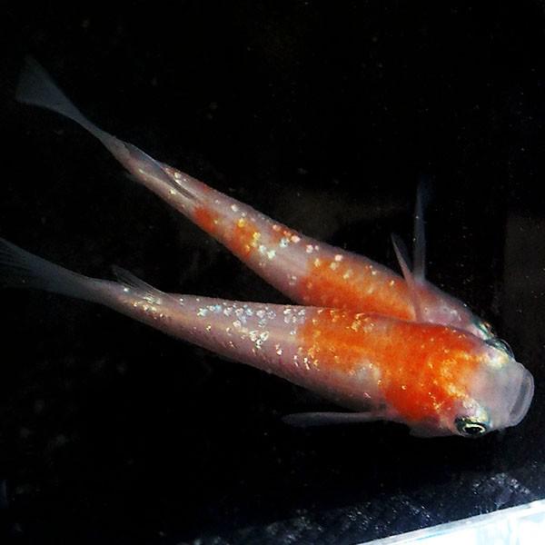 メダカ 紅白ラメみゆき(幹之) めだか 未選別 稚魚(SS〜Sサイズ