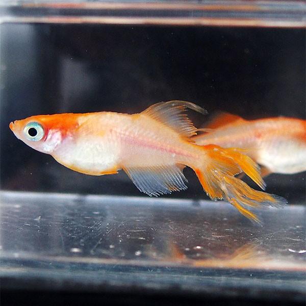 メダカ 楊貴妃ヒカリヒレ長スワローめだか 未選別 稚魚ss Sサイズ 10匹セット 赤 楊貴妃 ひれ長 スワロー メダカ 淡水魚 Sw Ss めだかシーズン 通販 Yahoo ショッピング