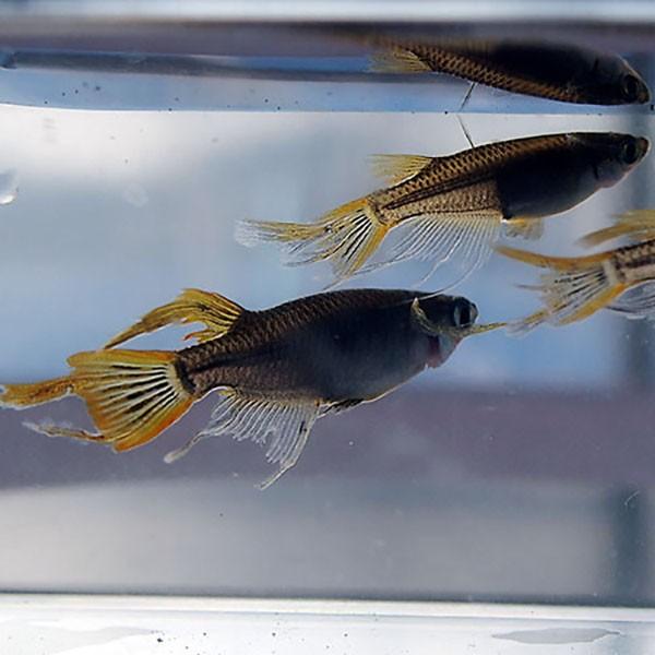 観賞メダカとカブトムシの通販専門店 めだかシーズンYahoo店 観賞メダカとカブトムシの通販専門店 めだかシーズンYahoo店