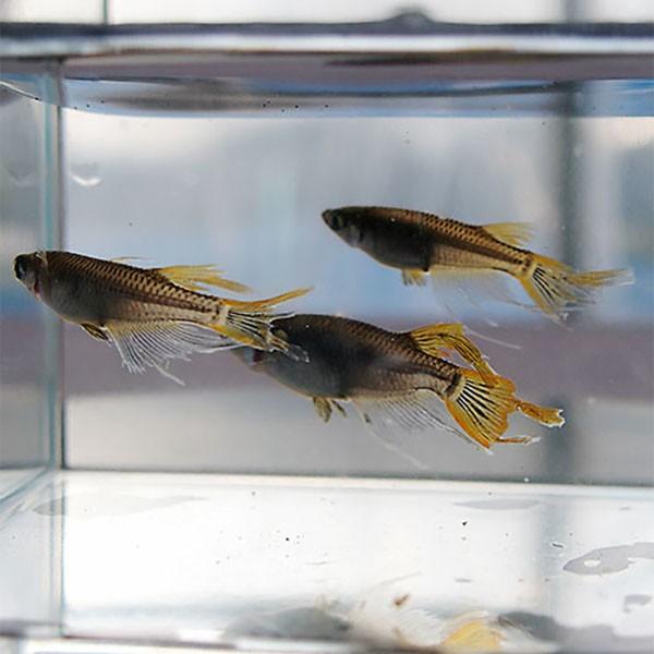 メダカ ブラック黄金ヒレ長スワローめだか 未選別 稚魚ss Sサイズ 10匹セット 黒 金 ひれ長 スワロー メダカ 淡水魚 Sw Ss めだかシーズン 通販 Yahoo ショッピング