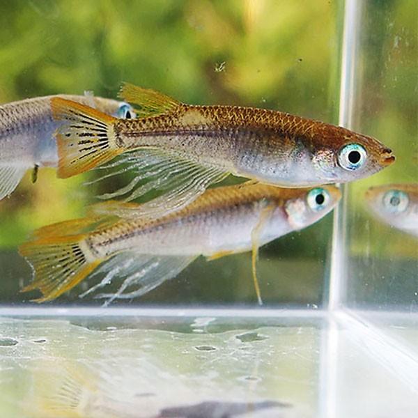 メーカー公式ショップ メダカ 黄金ヒレ長スワローめだか 未選別 稚魚ss Sサイズ