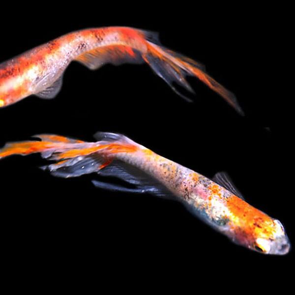 メダカ 三色ヒレ長スワローめだか 未選別 稚魚SS〜Sサイズ 5匹セット 三色 錦 ひれ長 スワロー 淡水魚 買物 メダカ 三色ヒレ長スワローめだか 未選別 稚魚SS〜Sサイズ 5匹セット 三色 錦 ひれ長 スワロー 淡水魚 買物