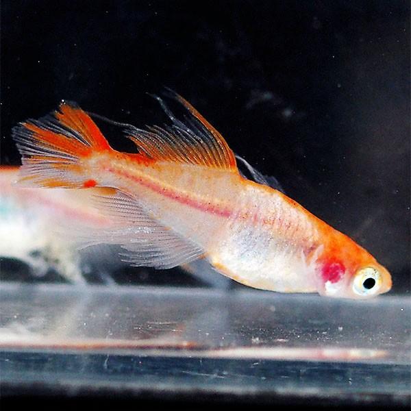 メダカ 楊貴妃透明鱗ヒカリヒレ長スワローめだか 未選別 稚魚ss Sサイズ 10匹セット 赤 楊貴妃 透明鱗 ホタル ひれ長 スワロー メダカ 淡水魚 Sw Ss めだかシーズン 通販 Yahoo ショッピング