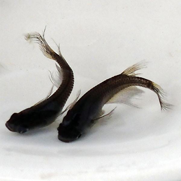 メダカ サタン オロチヒレ長スワローめだか 未選別 稚魚ss Sサイズ 5匹セット 漆黒 黒 ブラッ ク パンダ ひれ長 スワロー メダカ 淡水魚 Sw Ss めだかシーズン 通販 Yahoo ショッピング