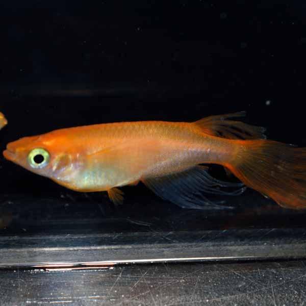 メダカ 松井楊貴妃ヒレ長スワローめだか 未選別 稚魚 Ss Sサイズ 10匹セット 赤 楊貴妃 松井 ひれ長 スワロー メダカ 淡水魚 Sw Ss めだかシーズン 通販 Yahoo ショッピング