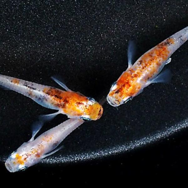 朱赤三色錦透明鱗メダカ 稚魚10匹 三色めだか 朱赤三色錦透明鱗メダカ 稚魚10匹 三色めだか