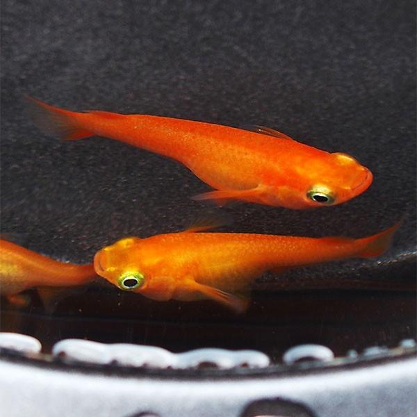 メダカ 紅帝 楊貴妃めだか 5匹セット 赤 紅 メダカ 淡水魚 Yemp めだかシーズン 通販 Yahoo ショッピング