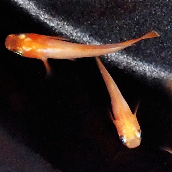メダカ 紅帝ヒカリ 楊貴妃めだか 未選別 稚魚SS〜Sサイズ 5匹セット 赤 紅 ヒカリ ホタル メダカ 淡水魚|m-season|02