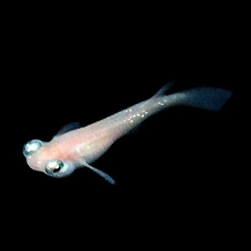 メダカ　楊貴妃　幹之 メダカ 楊貴妃 幹之