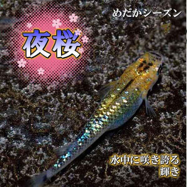 特価品コーナー メダカ 夜桜 めだか 未選別 稚魚 Ss Sサイズ ラメ ヨザクラ 10匹セットオーロラブラック黄ラメ 黒 淡水魚