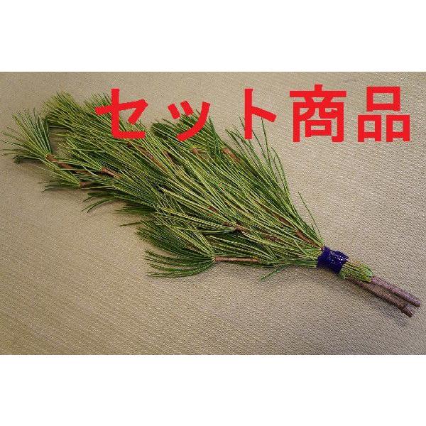 高野槇 コウヤマキ No 05 10束セット ２本１組 60cm前後こうやまき 激安 超特価