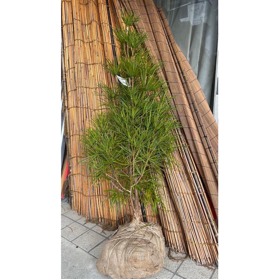 最前線の 高野槇 コウヤマキ 苗木 1ｃｍ前後 種から約12年 50本限定