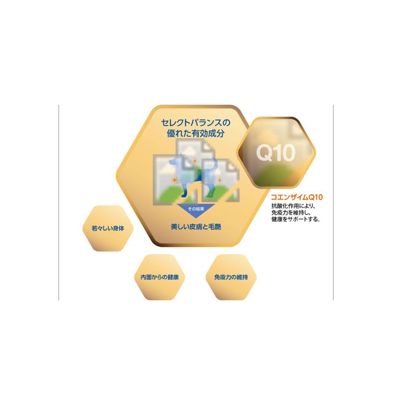 セレクトバランス エイジングケア チキン 小粒 7才以上の高齢犬用