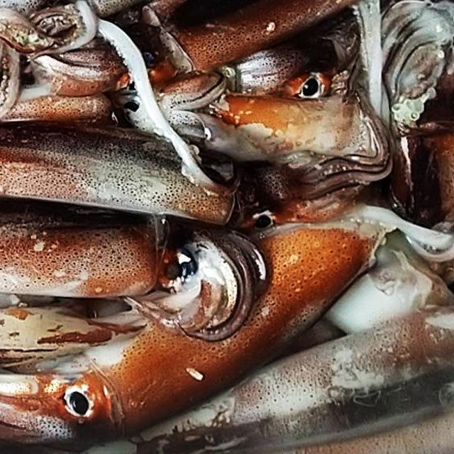スルメイカ生 バラ詰め約1ｋｇ 山形県庄内浜産 鮮魚 イカ いか 烏賊 Surume2 山形県の海鮮問屋 まるせん 通販 Yahoo ショッピング