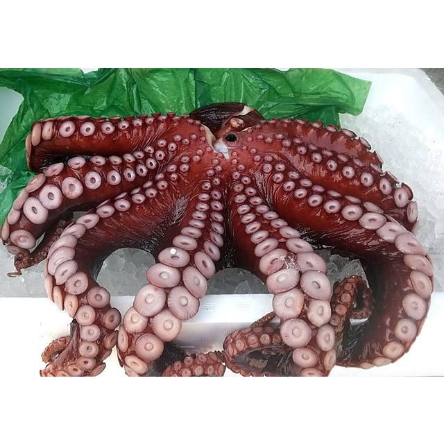 ヤナギダコ 2キロ前後生食用 ボイル たこ 海鮮 タコ 北海道産まるせん 冷蔵 Yanagidako 山形県の海鮮問屋 まるせん 通販 Yahoo ショッピング