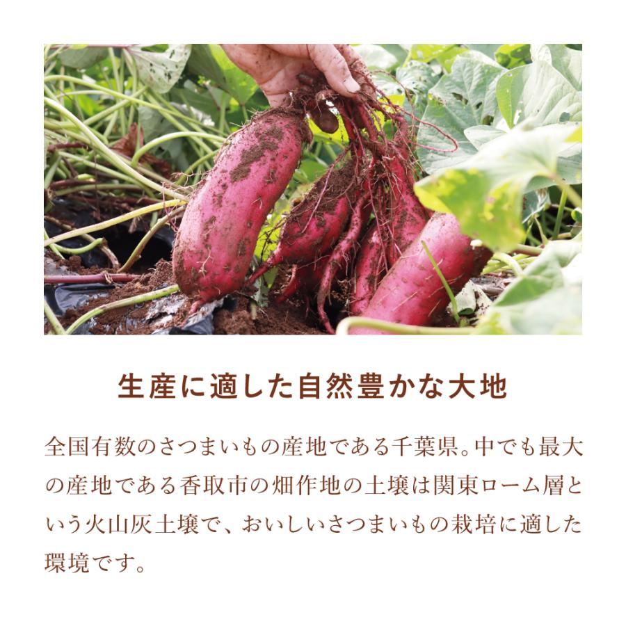 シルクスイート150本パープルスイートロード150本ふくむらさき100ほ本 シルクスイート150本パープルスイートロード150本ふくむらさき