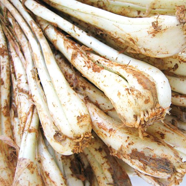 〈直売所コスパ最強〉沖縄県産Ｋおばーの島らっきょう 約５kg【常温便】③ 直売所コスパ最強〉沖縄県産Kおばーの島らっきょう 約5kg