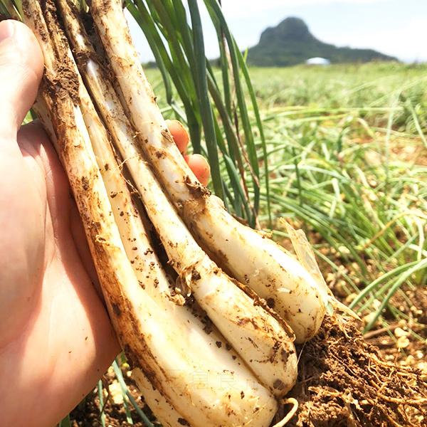 島らっきょう 沖縄産 （生）5kg : 沖縄そばと沖縄食材 みつくら