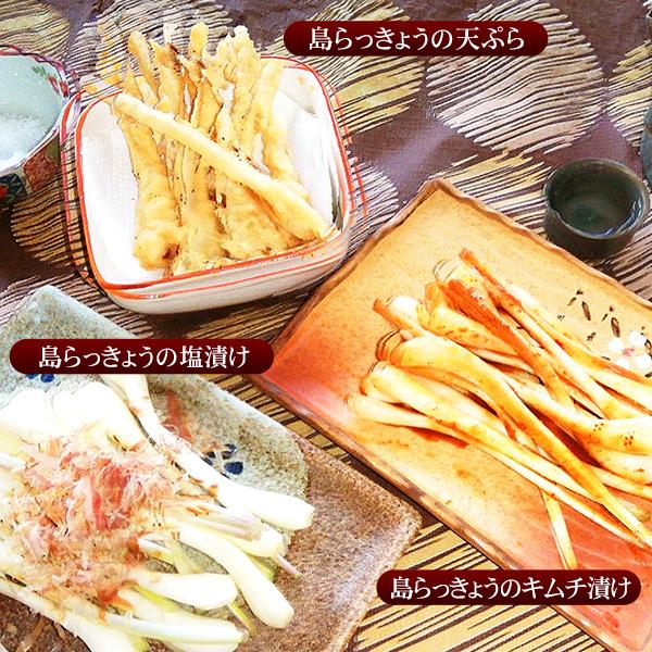 沖縄県産　島らっきょう　5キロ　太め 沖縄県産 島らっきょう 5kg （500gx10束）