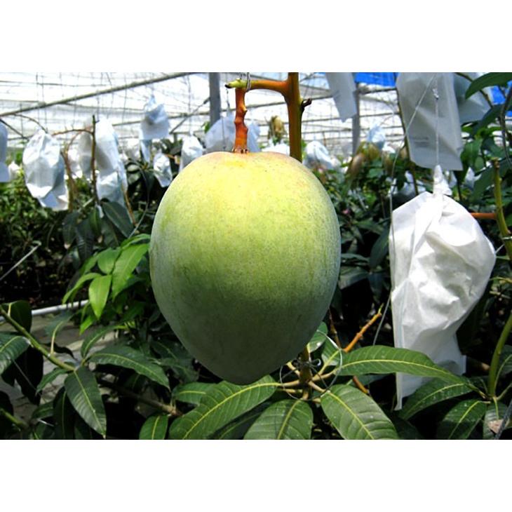 宮古島産キーツマンゴー 2玉（約1.5kg） : 沖縄そばと沖縄食材
