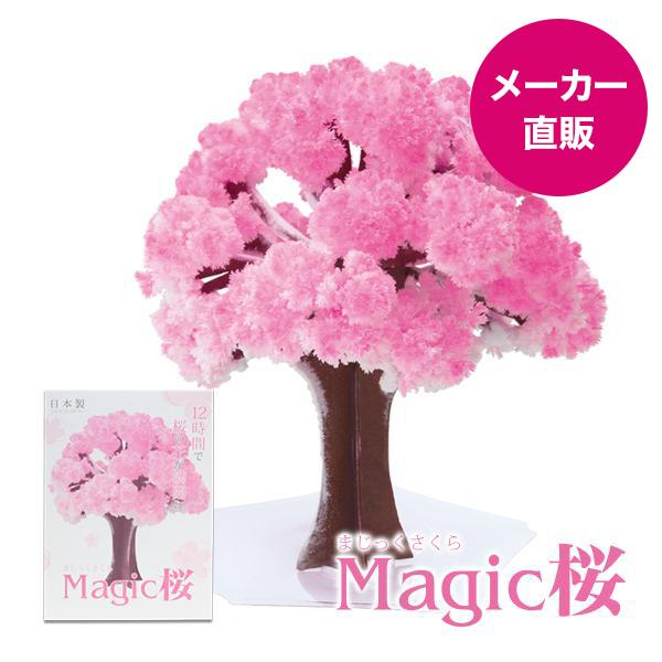 マジック桜 Magic桜 12時間で咲く感動のサクラ おうち花見 室内屋内花見