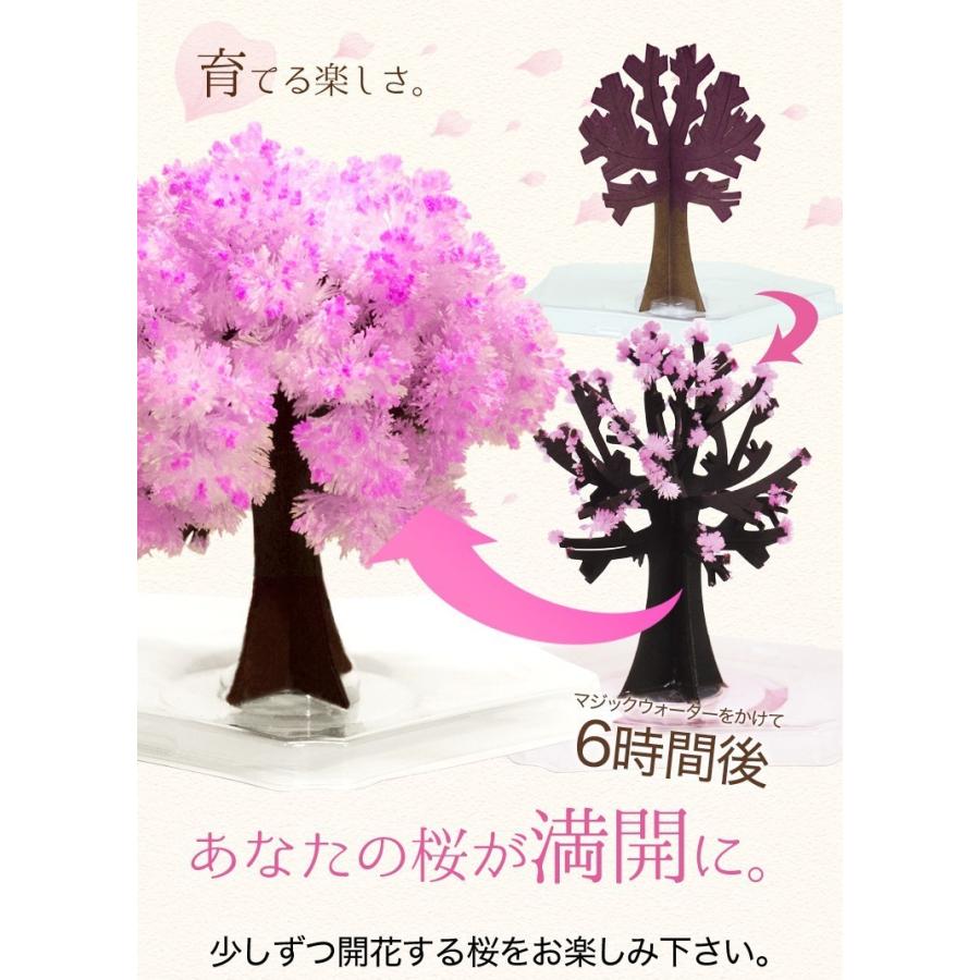 マジック桜ミニ Magic桜ミニ 6時間で咲くサクラ お土産や結婚式のプチギフト 母の日 入学祝 卒業祝 合格祈願などに おとぎの国 お酒と食品の専門店 まぼろし屋 通販 Paypayモール