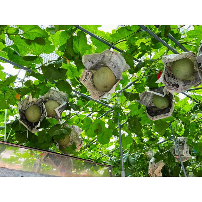 入荷順次発送!!【2玉セット】まちだシルクメロン（ゴールド★★）糖度14度以上の高級メロン |  | 03