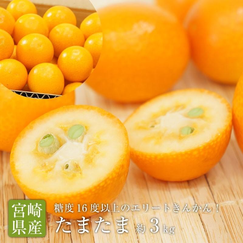 送料無料 宮崎県産 完熟きんかん たまたま 2Lサイズ 約3kg 宮崎 金柑
