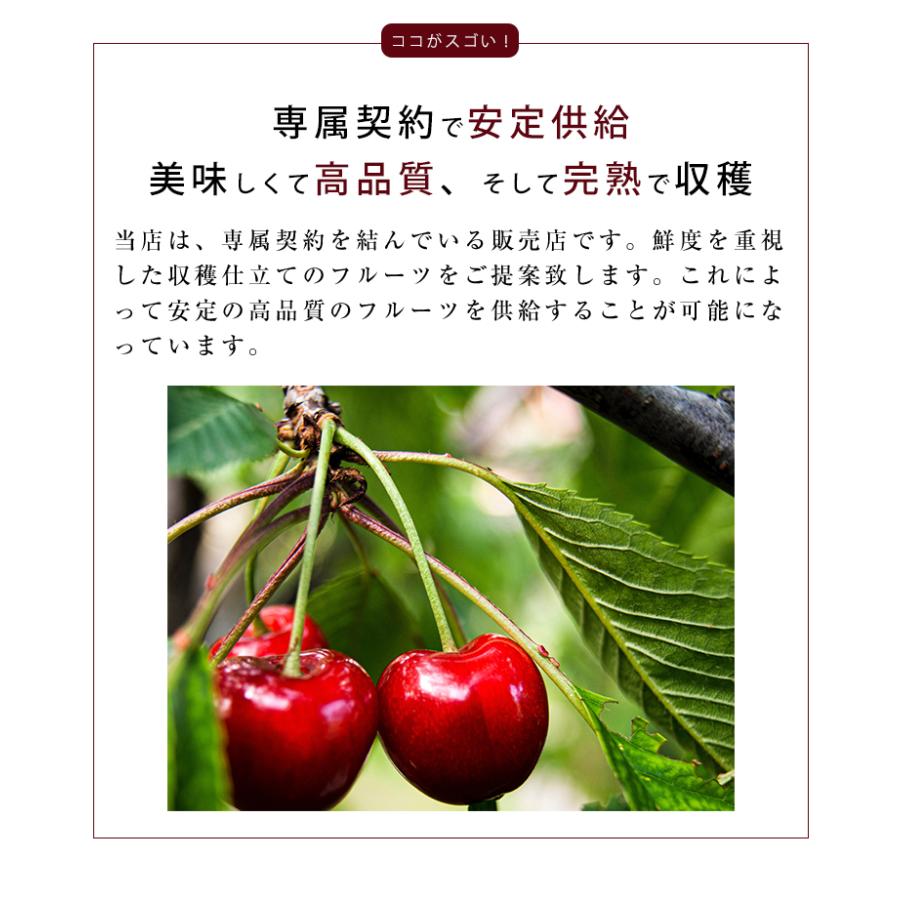 送料無料 アメリカ産 アメリカンチェリー ビング 約800g さくらんぼ